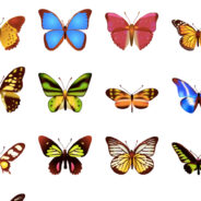 Butterflies